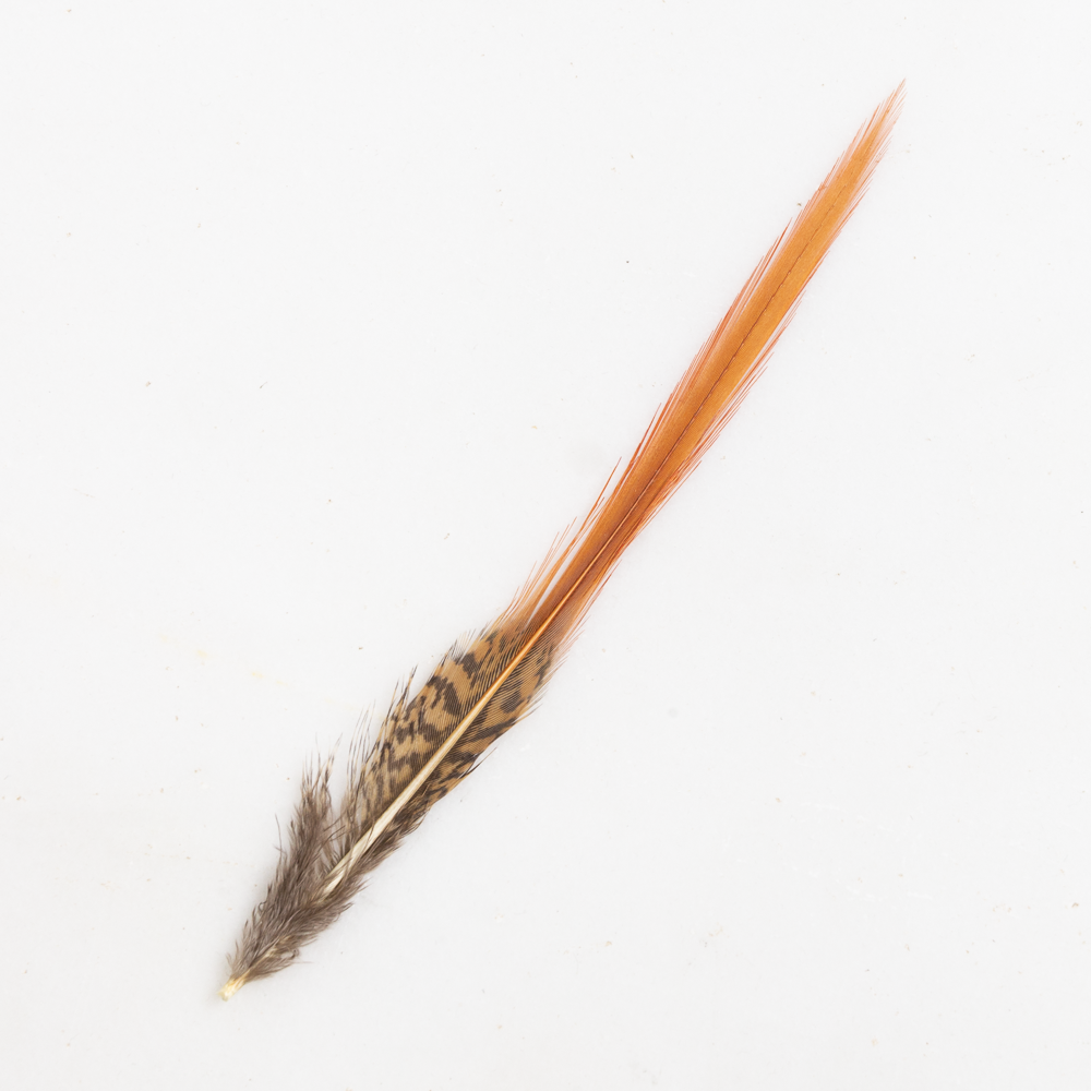 Red Pheasant Feather