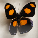 Catonephele Numilia Framed Butterfly