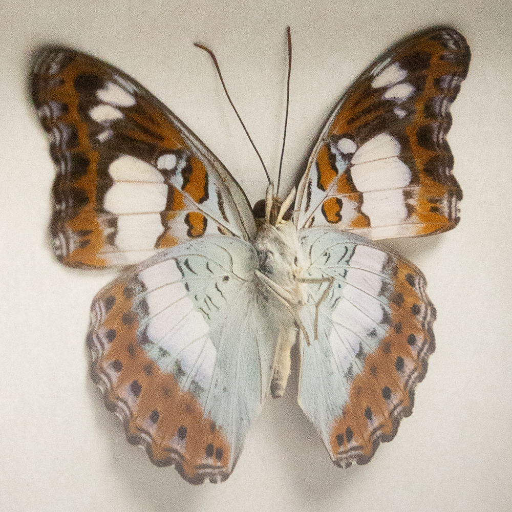Moduza Procris Framed Butterfly