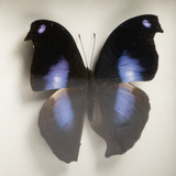 Napeocles Jucunda Framed Butterfly