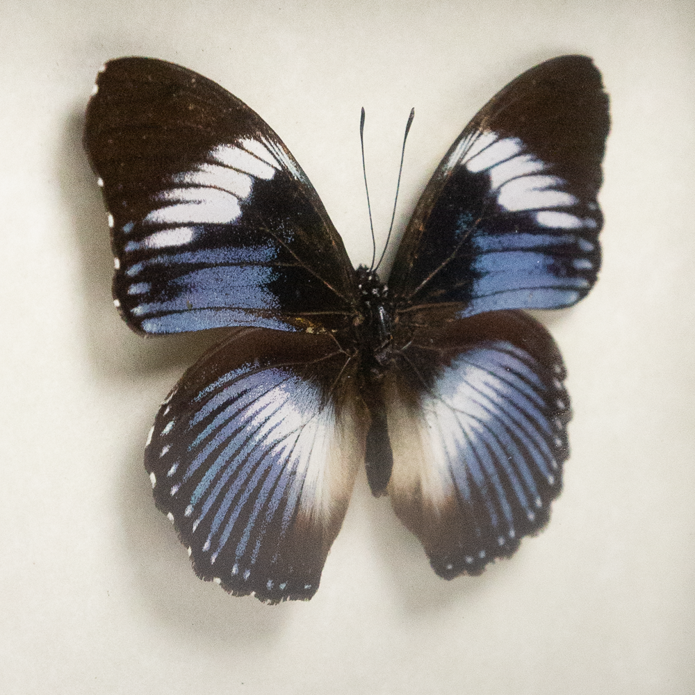 Hypolimna Monteironis Framed Butterfly