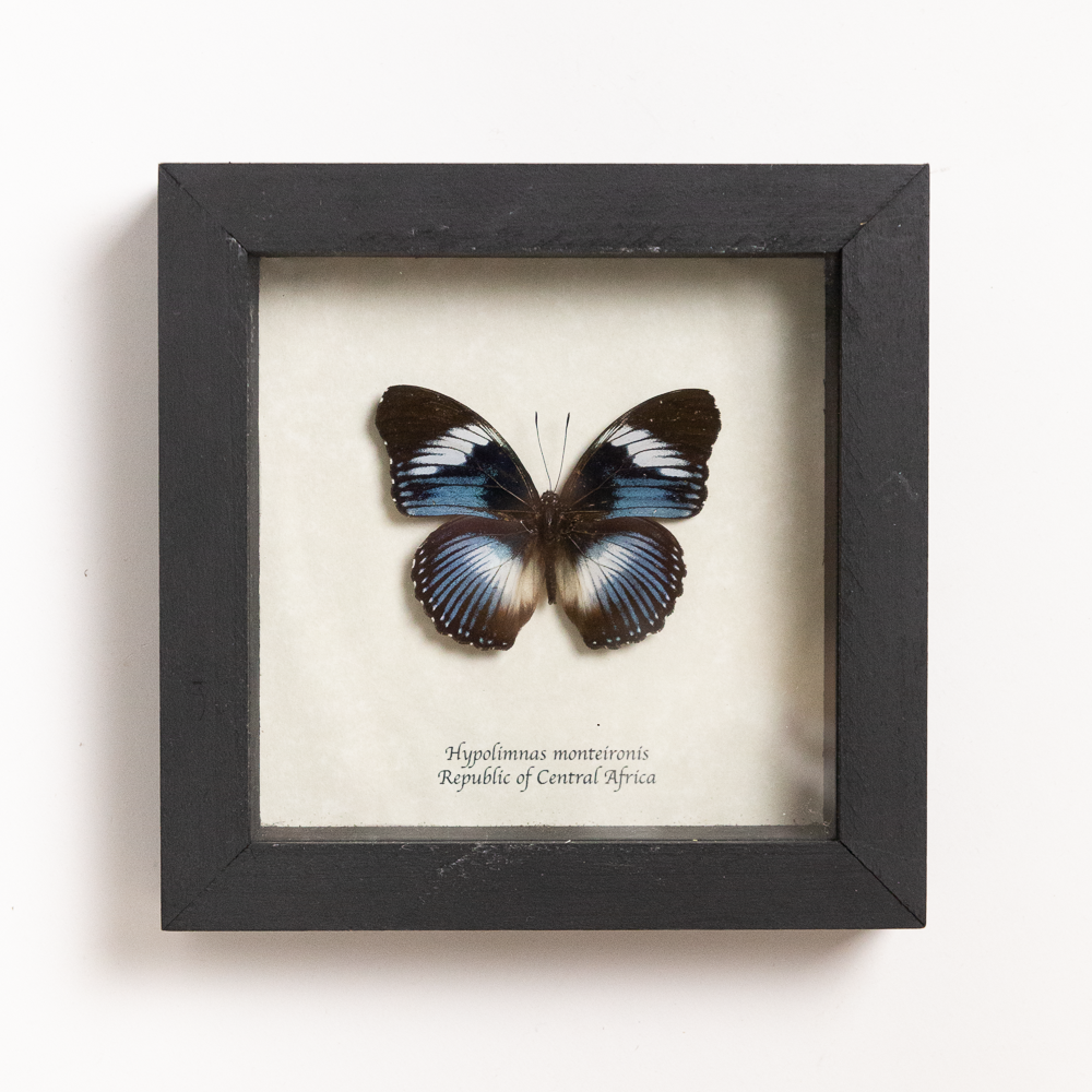 Hypolimna Monteironis Framed Butterfly