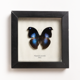Napeocles Jucunda Framed Butterfly