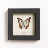 Moduza Procris Framed Butterfly