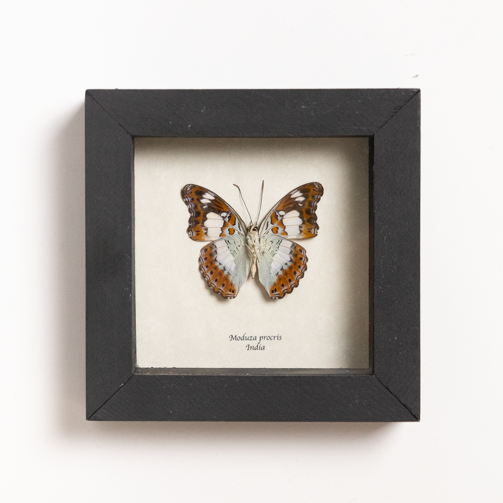 Moduza Procris Framed Butterfly