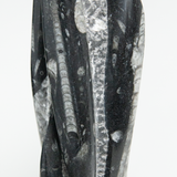 Fossolized Orthoceras Sculpture