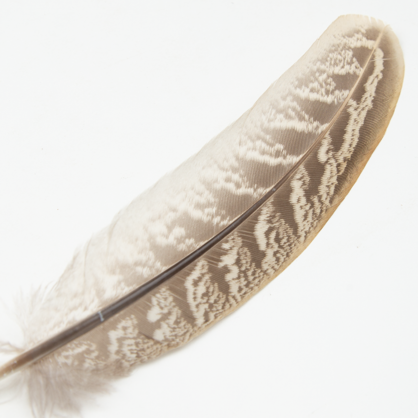 Common Pheasant Primary Wing Feather