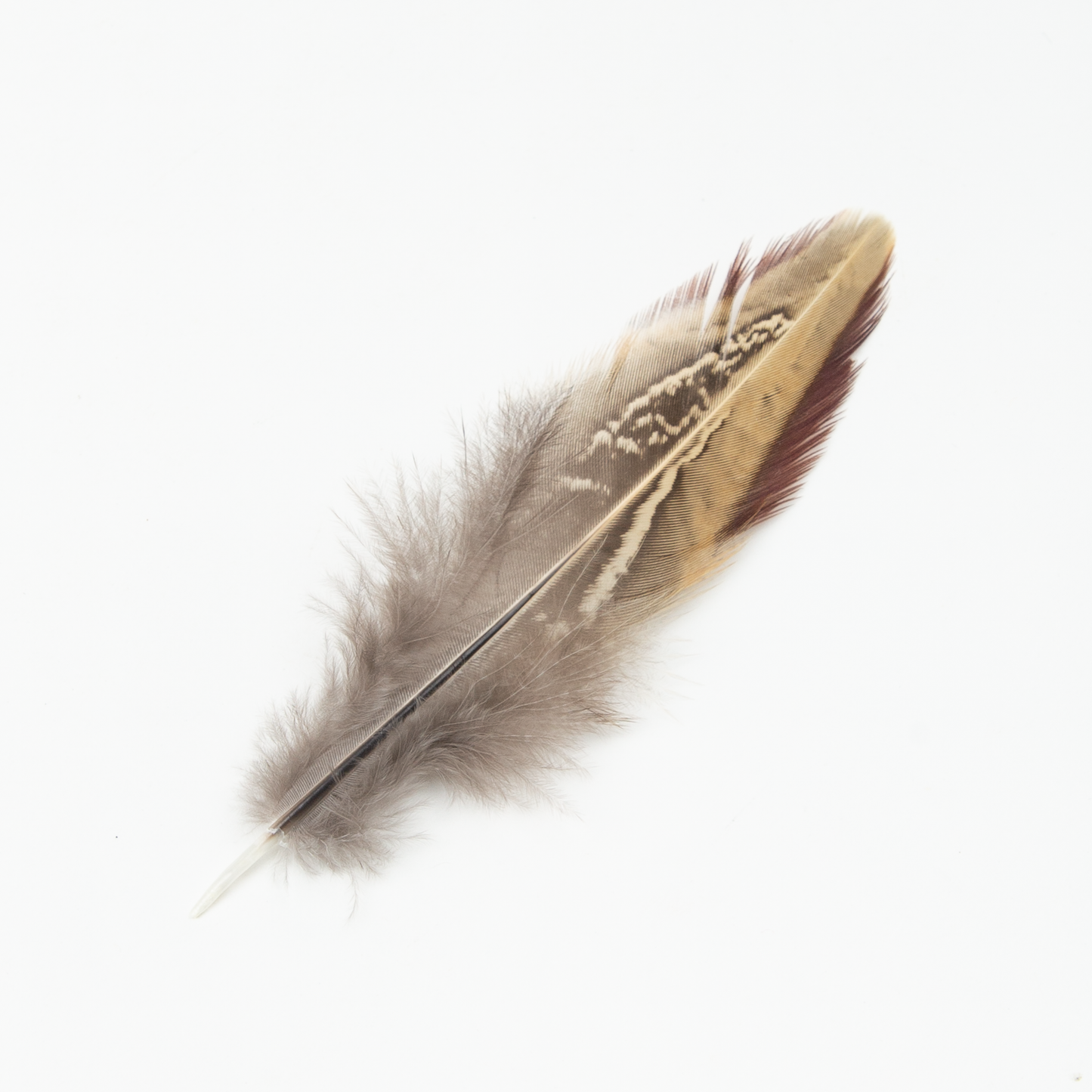 Common Pheasant Wing Covert Feather