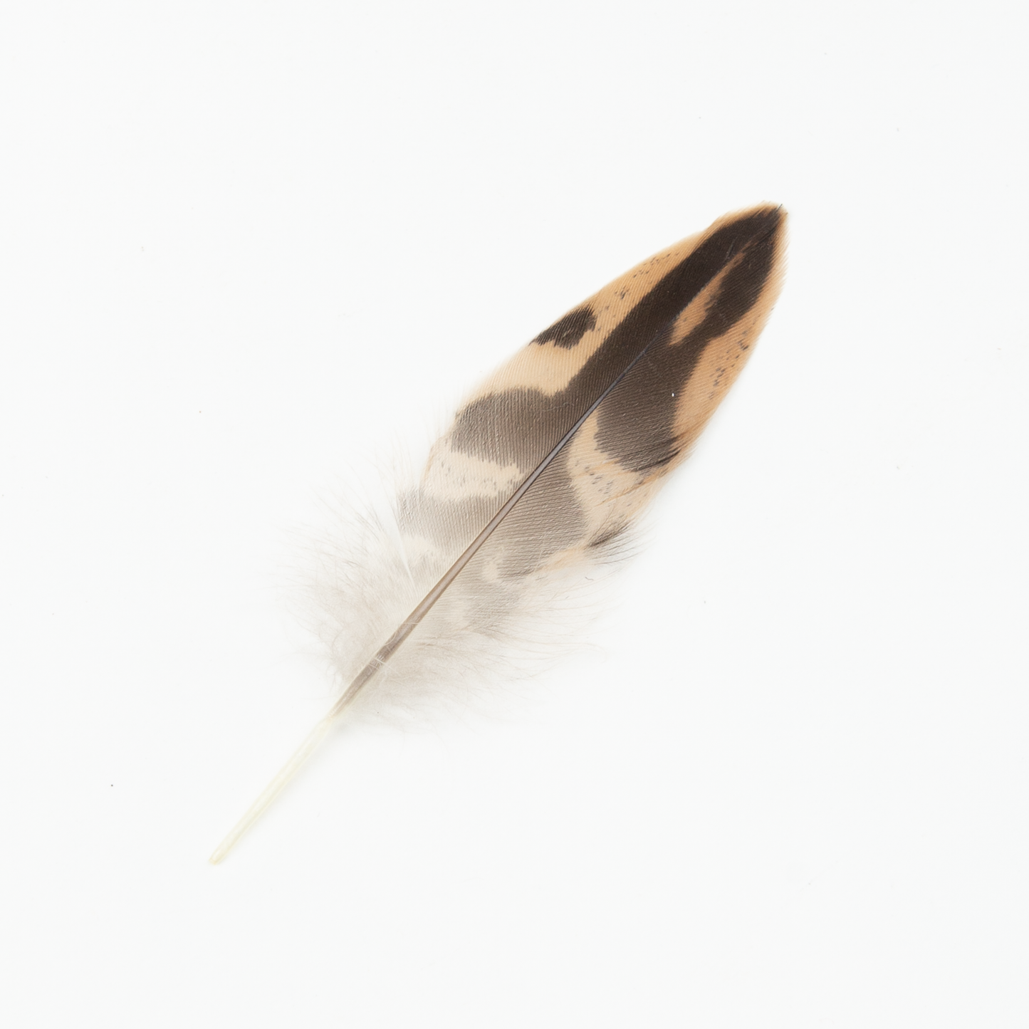 Hen Tail Feather