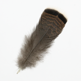 Short Turkey Tail Feather