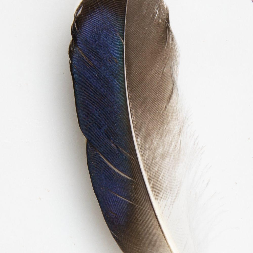 Blue Mallard Feather