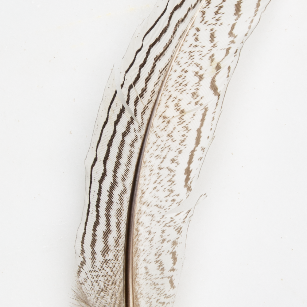Silver Pheasant Feather