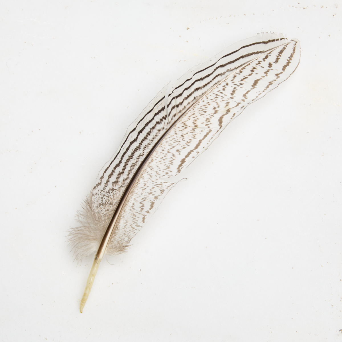 Silver Pheasant Feather