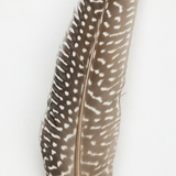 Guinea Fowl Feather