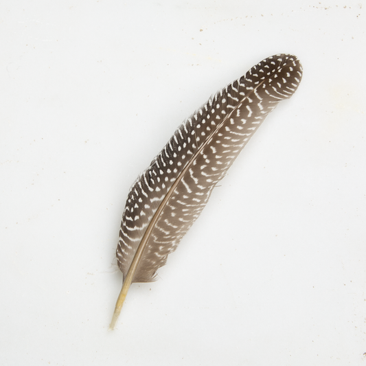 Guinea Fowl Feather