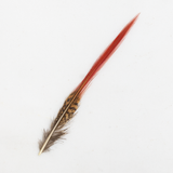 Red Pheasant Feather