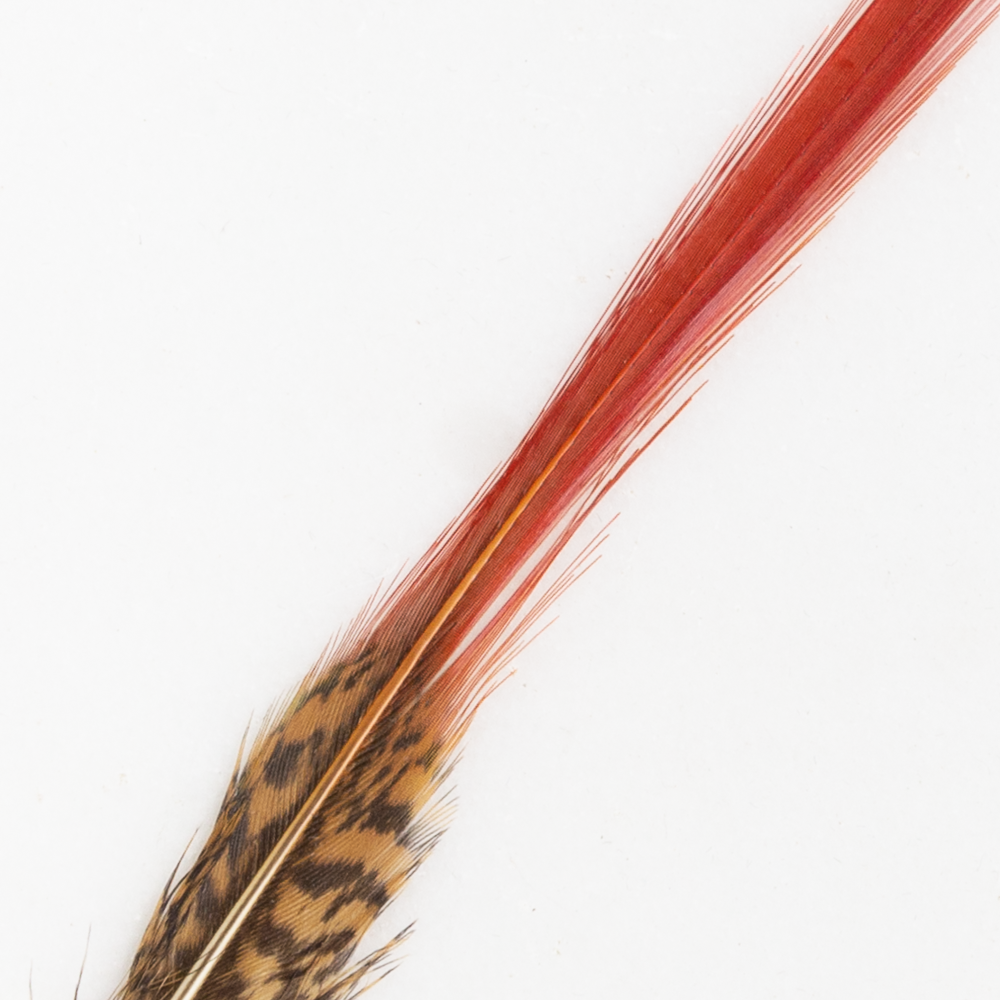 Red Pheasant Feather