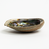 Abalone Shell Dish