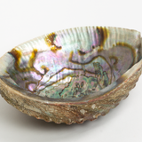Abalone Shell Dish