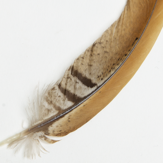 Venery Pheasant Feather