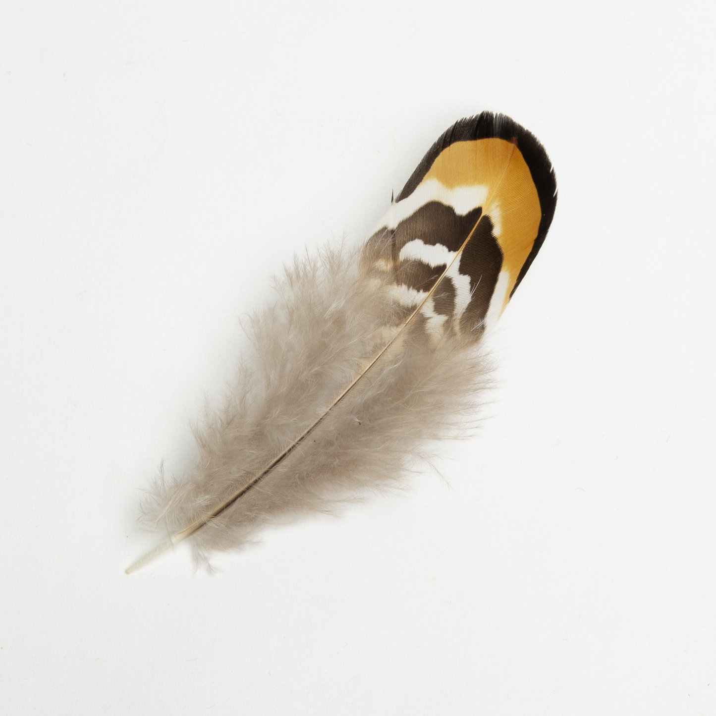 Golden Yellow Reeves Feather