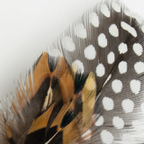 Guinea Fowl & Pheasant Feather Bundle