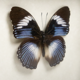 Hypolimna Monteironis Framed Butterfly