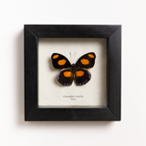 Catonephele Numilia Framed Butterfly