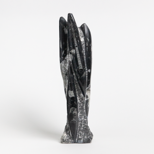 Fossolized Orthoceras Sculpture