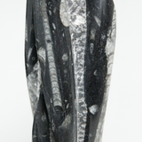 Fossolized Orthoceras Sculpture