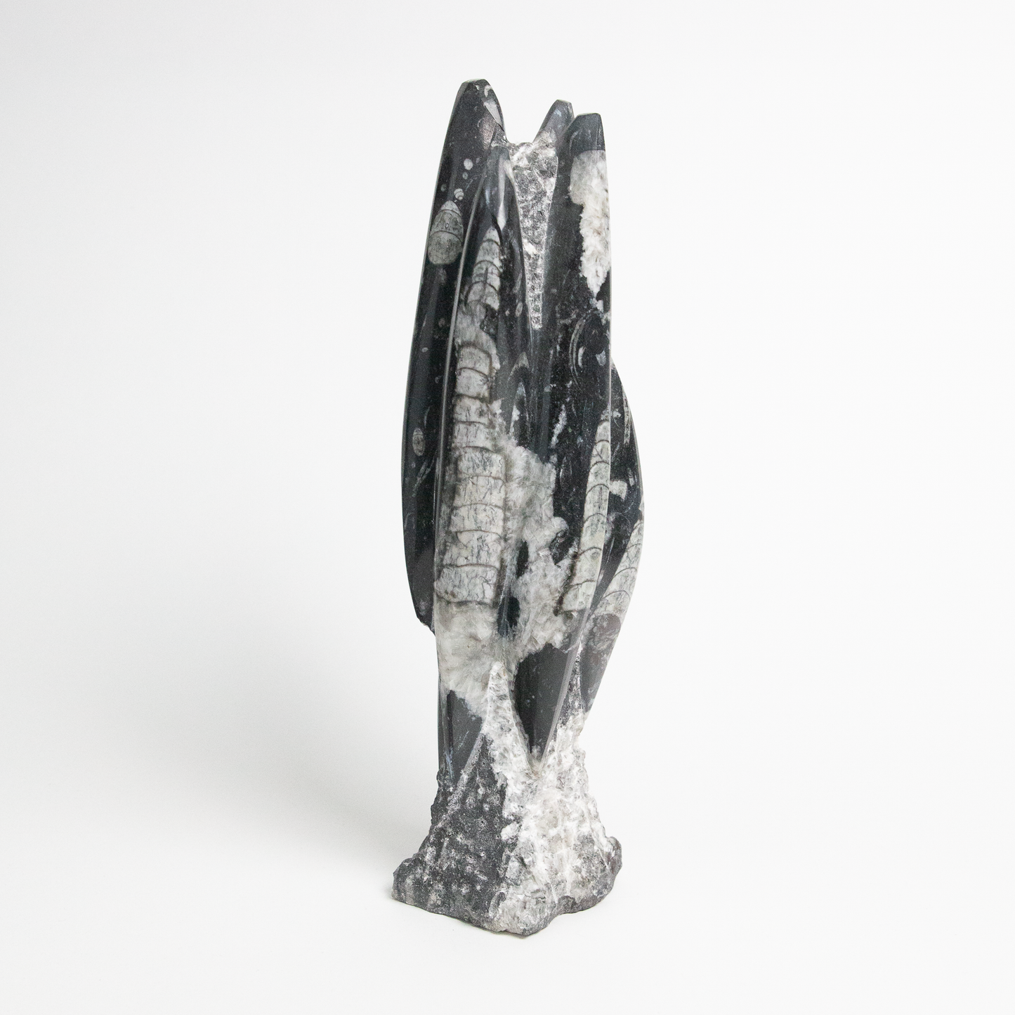 Fossolized Orthoceras Sculpture