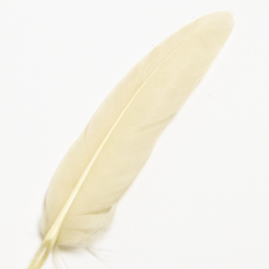 Cream Goose Feather