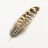 Ringneck Pheasant Wing Feather