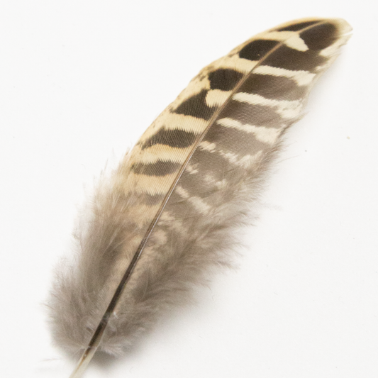 Ringneck Pheasant Wing Feather