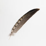 Lady Amherst Pheasant Tail Feather