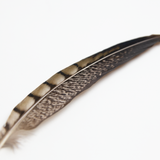 Lady Amherst Pheasant Tail Feather