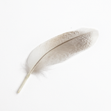 Duck Feather