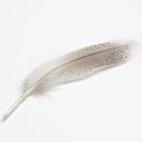 Duck Feather