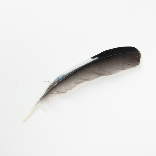 Eurasian Jay Wing Feather