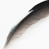 Eurasian Jay Wing Feather