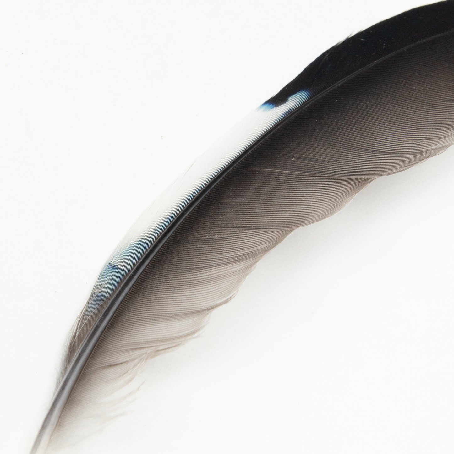 Eurasian Jay Wing Feather