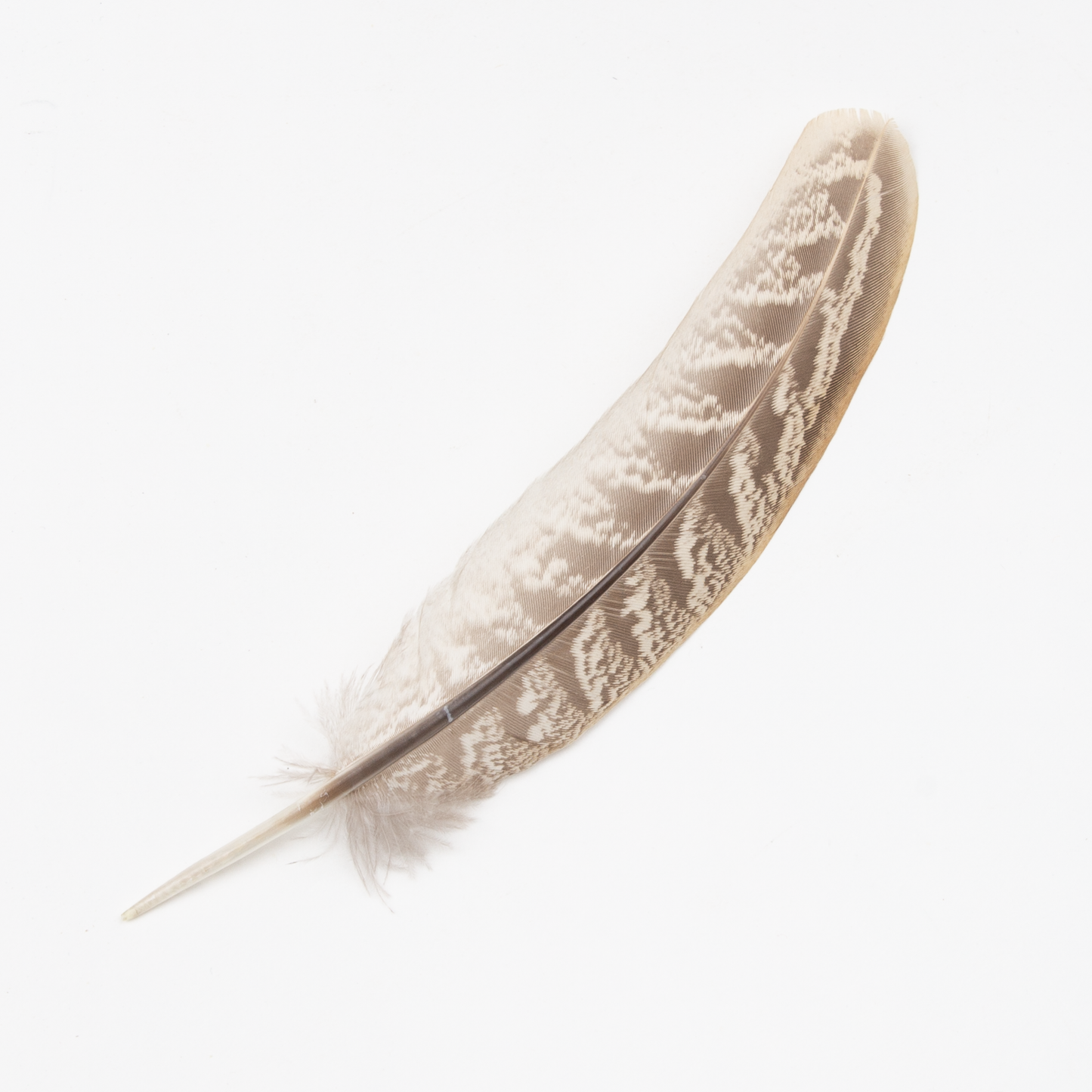 Common Pheasant Primary Wing Feather