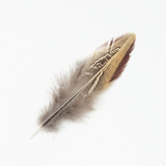 Common Pheasant Wing Covert Feather