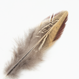 Common Pheasant Wing Covert Feather