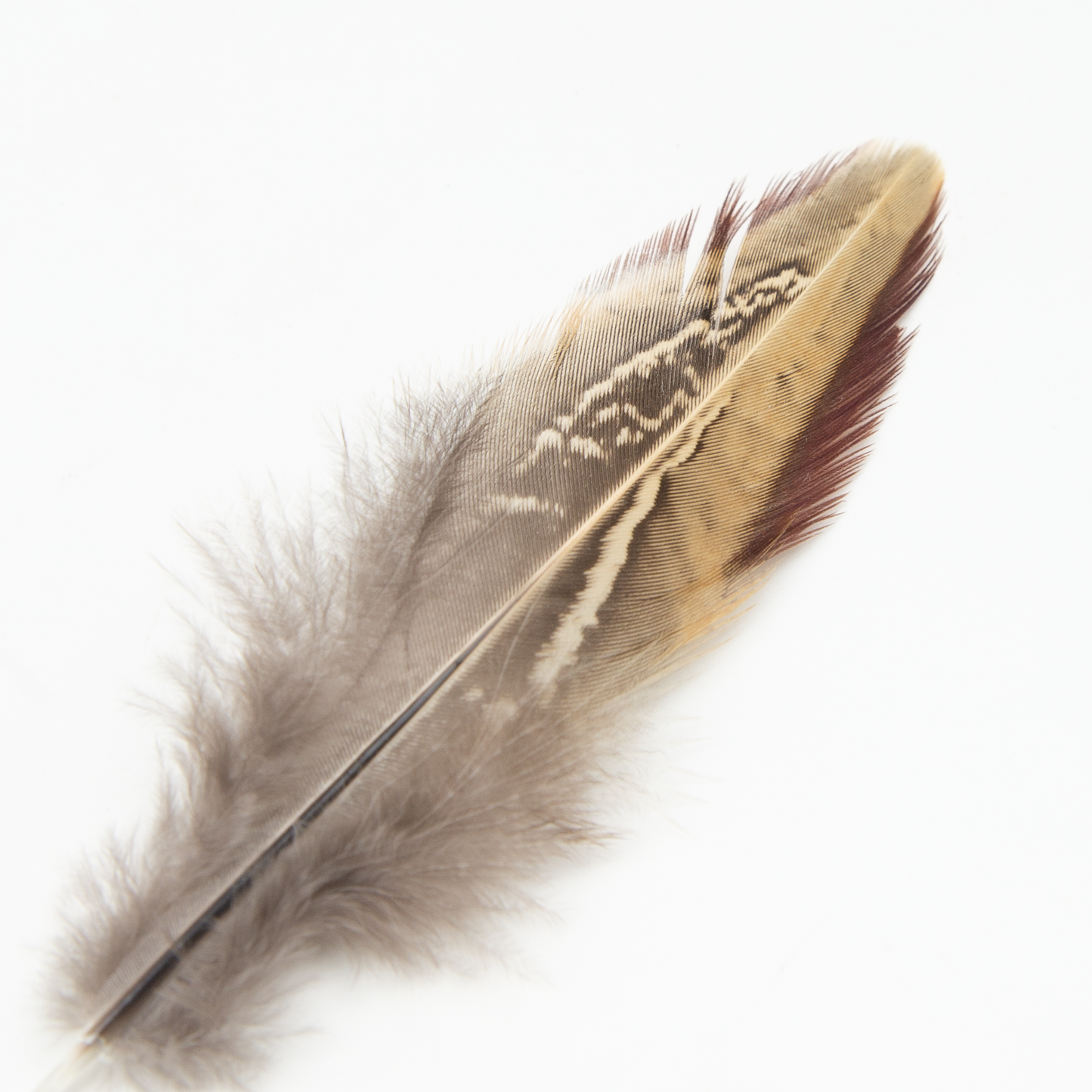 Common Pheasant Wing Covert Feather