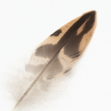 Hen Tail Feather