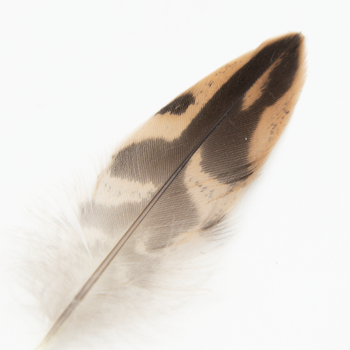 Hen Tail Feather