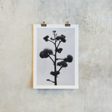 Century Plant Photography