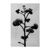 Century Plant Photography