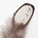 Rooster Feather